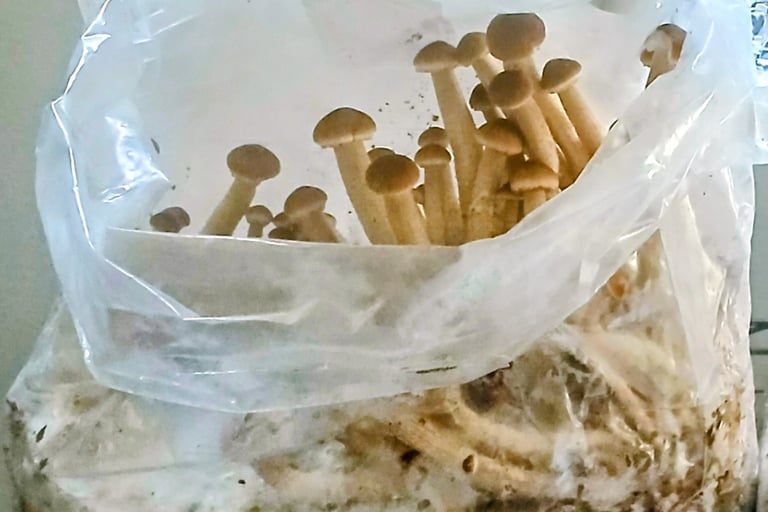 Piopino top fruiting out of grow bag