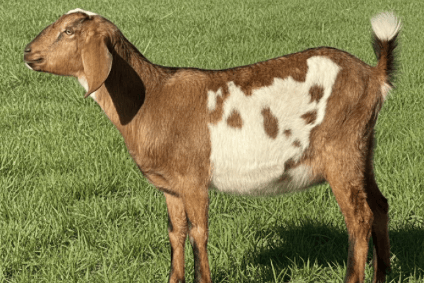 Brown and white wether standing in grass 