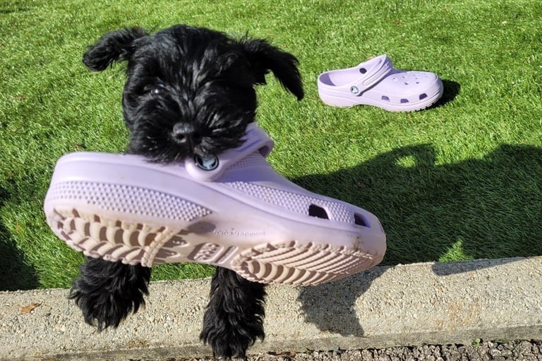 Bébé Schnauzer qui vole un Crocs