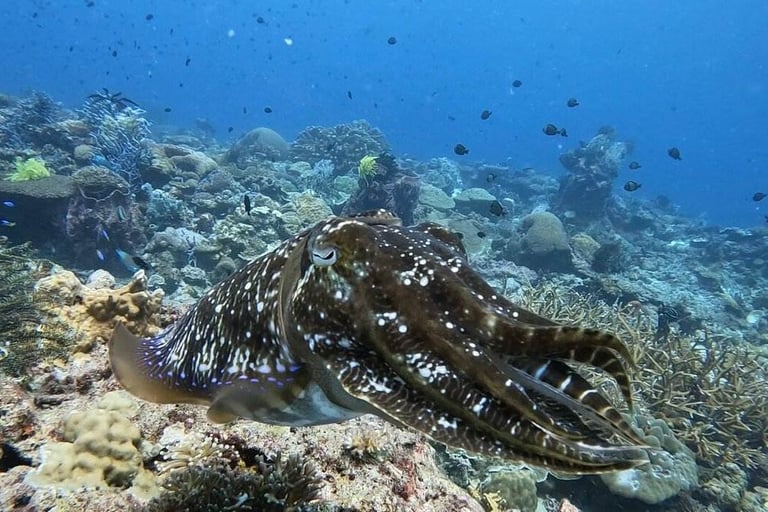 Marine life at Lankayan Island