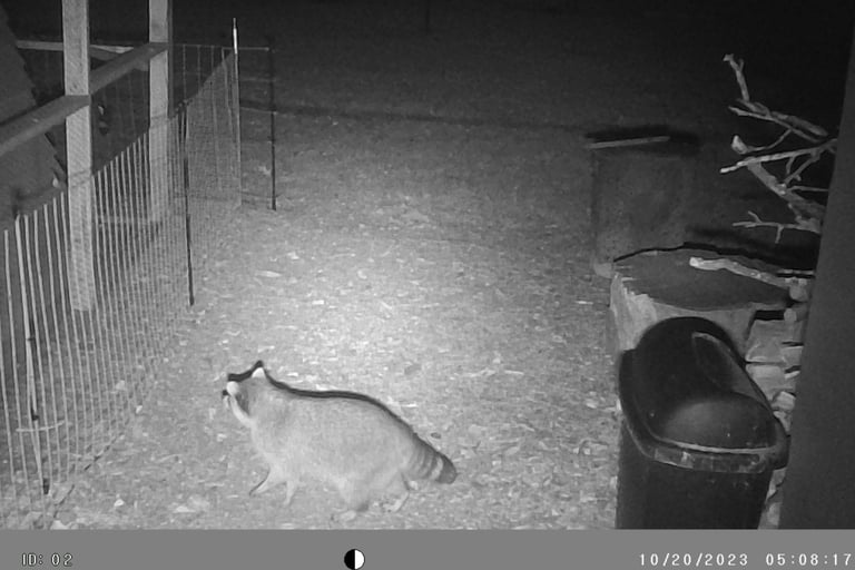 Racoon in our backyard.