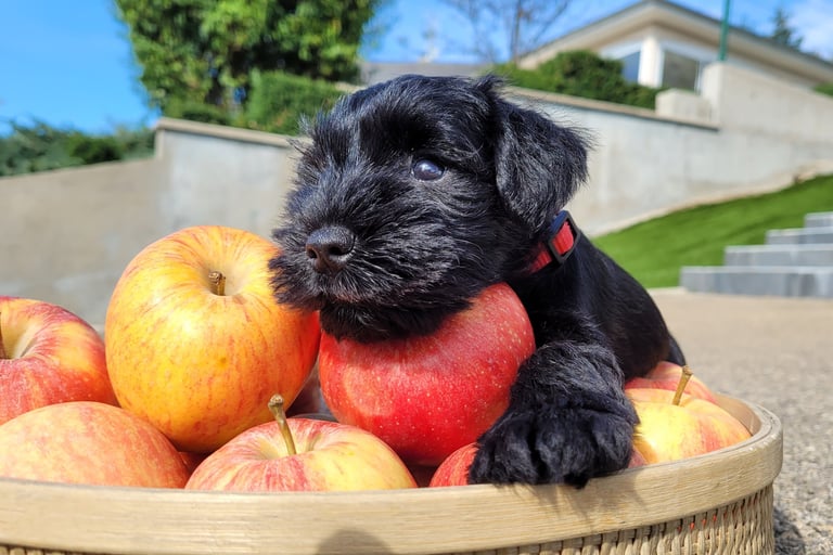 Chiot Schnauzer sur une pomme