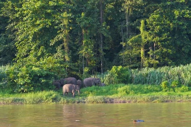 Pygmy elephants on the Kinabatangan River