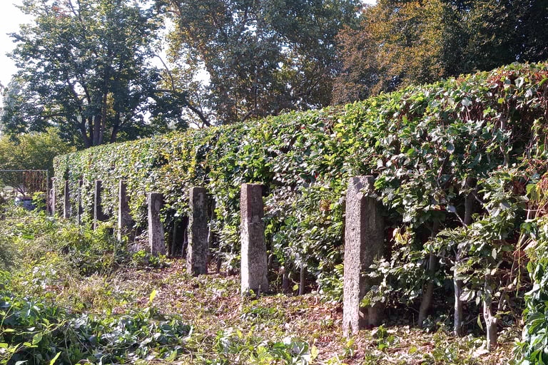 Heckenpflege nachher