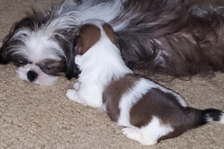 Brown and White Mal-Shi dog is laying down on the carpet