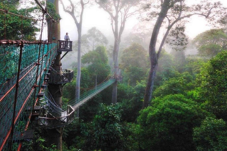 Treetop canopy walkway in Danum Valley