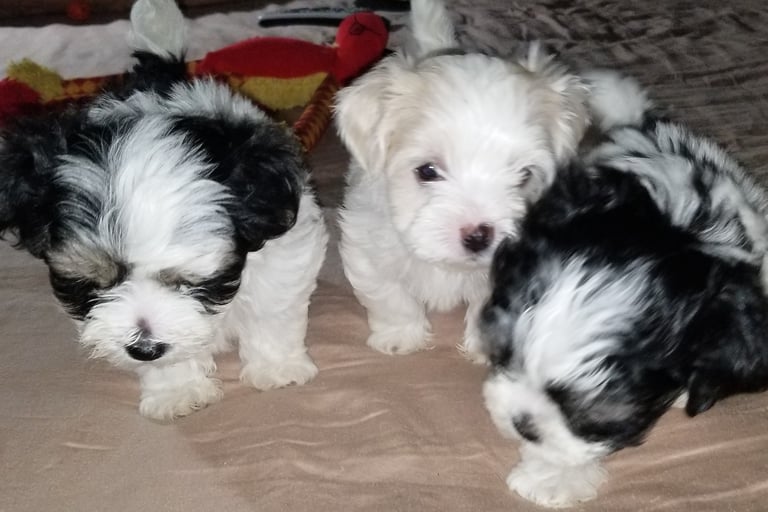 3 Beautiful hypoallergenic Mal-Shi Puppies in Houston Texas.