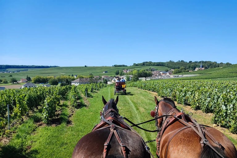 Horse riding in vineyards in Champagne