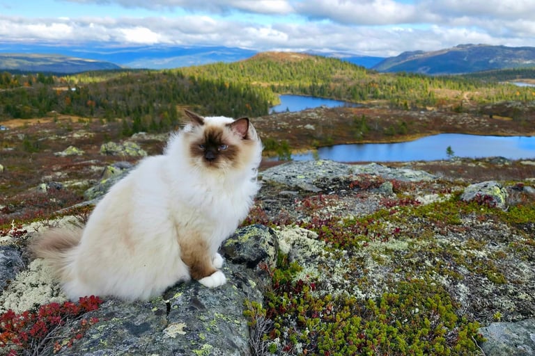 Sjokolademasket Hellig Birma | Supreme Premier Sofus Armani