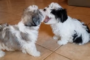 two Mal-Shi and Maltese dogs are standing on a tile floor