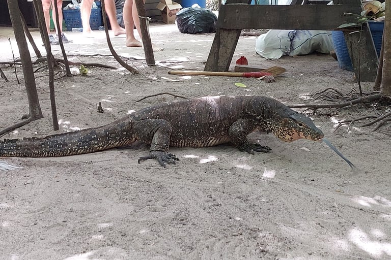 krabi hong island monitor lizard