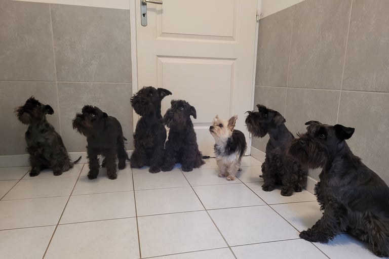 Schnauzers nains noirs qui patientent