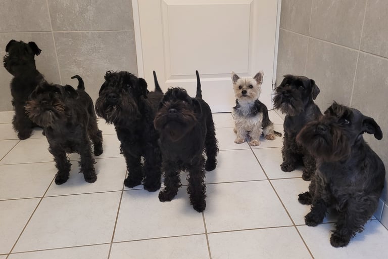 Schnauzers miniatures très patients