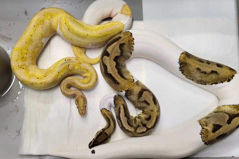 Pair Pied Ball Pythons-Breeder ball python-Pet Den