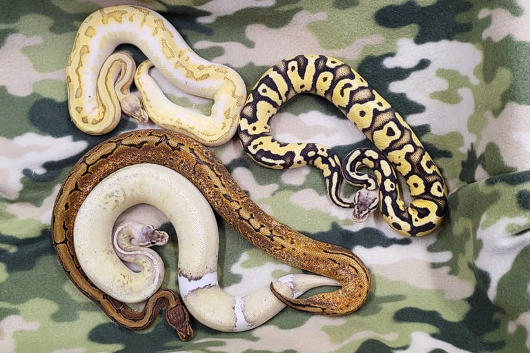 Conundrum clutch-Breeder ball python-Pet Den