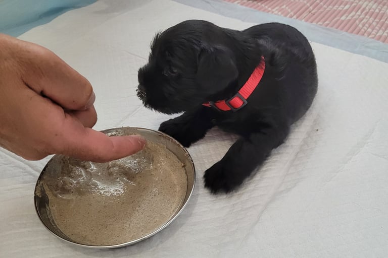 Chiot Schnauzer bouillie de sevrage