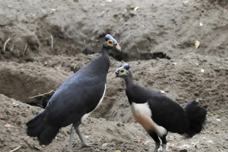 Maleo bird at Tambun Sanctuary, North Sulawesi