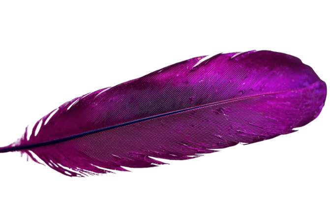 Purple sparrow feather, making decisions light with clarity