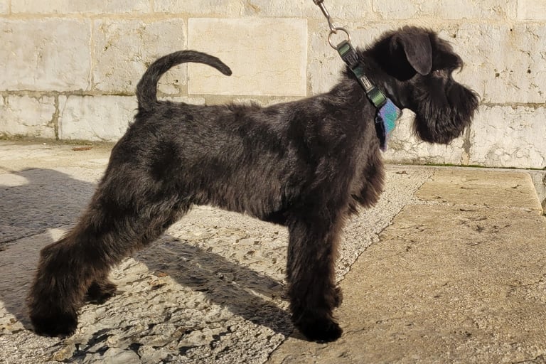 Sublime chiot Schnauzer nain noir