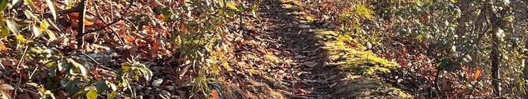 steep uphill track at spec mine trail