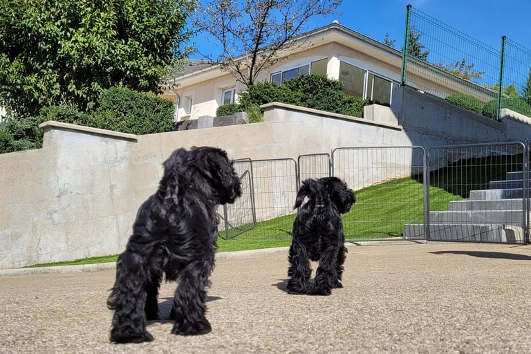 Chiots Schnauzer retour aux vestiaires