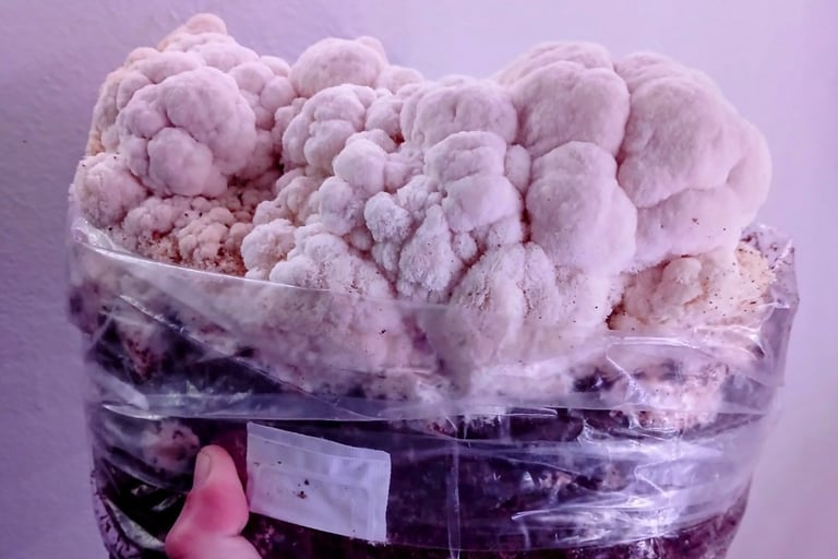 Lions mane fruiting block a medicinal mushroom