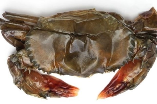 soft-shell crabs