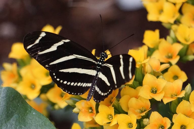 A black and white striped butterfly is perched on yellow flowers. The butterfly's wings are open.