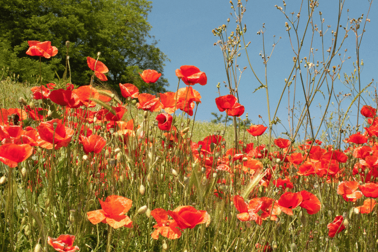 Papaver rhoeas with scarlet, paper-thin petals and a dark center, swaying on slender green stems.
