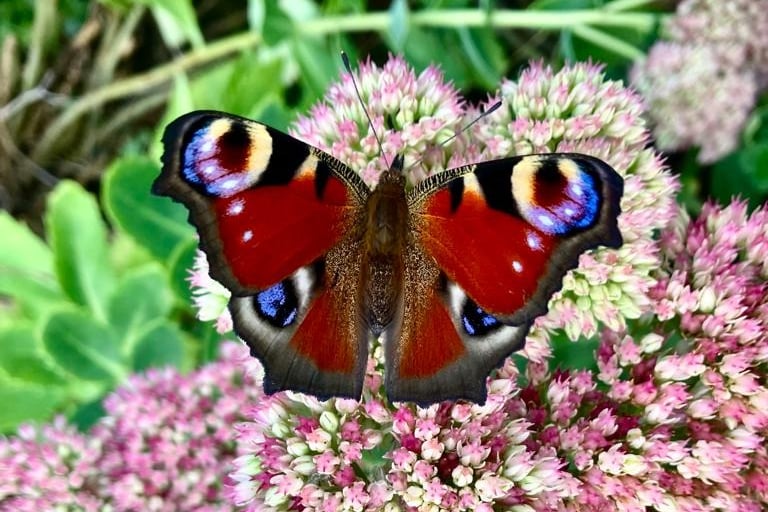 papillon cercles de femmes abbaretz nozay le chemin de la chouette