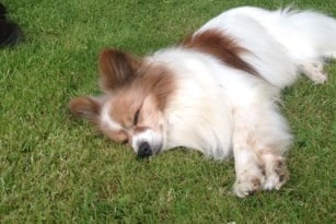 chien communication animale 44 loire atlantique abbaretz derval nort sur erdre