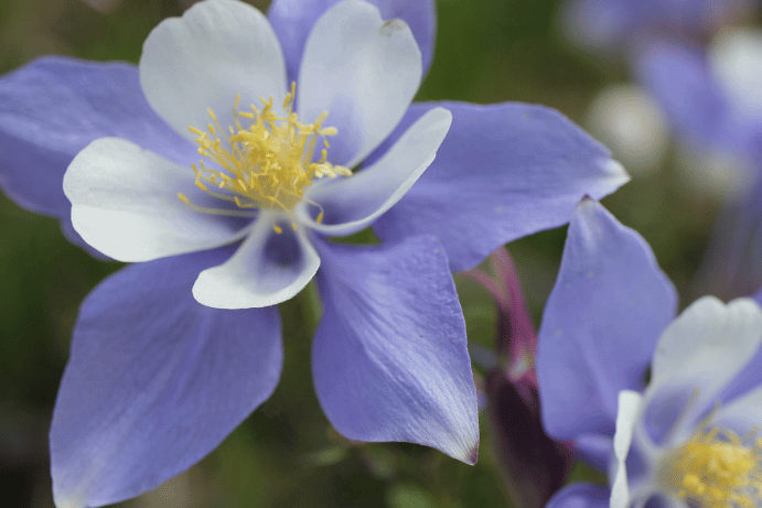 Aquilegia vulgaris with delicate, nodding purple and blue flowers featuring spurred petals.