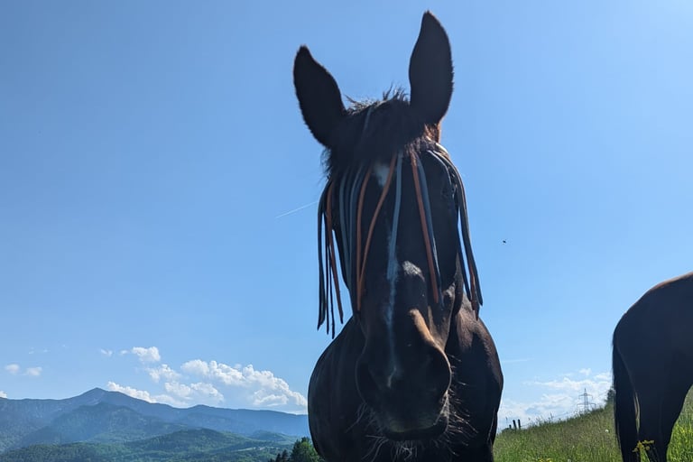 Pferd Gras Obersöchering