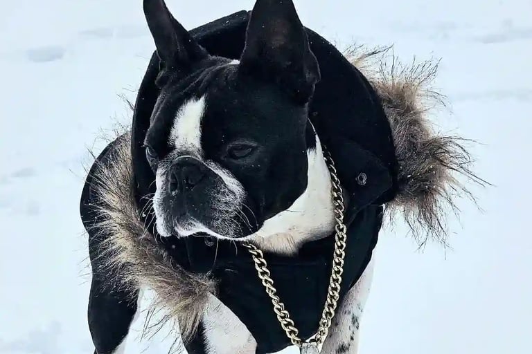 Boston terries Blanco y Negro en la nieve, con abrigo negro y un collar rapero cadena metalica