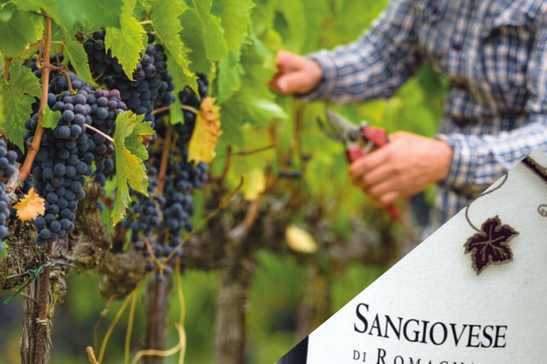 Sangiovese di Romagna, vino doc, vigneti entroterra, sangiovese doc.