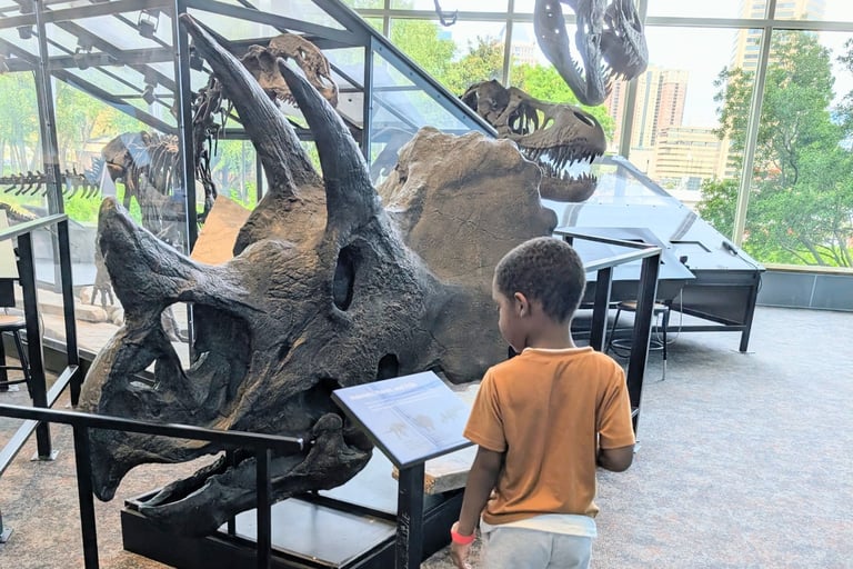 little boy standing in front of dinosaur fossil at science center
