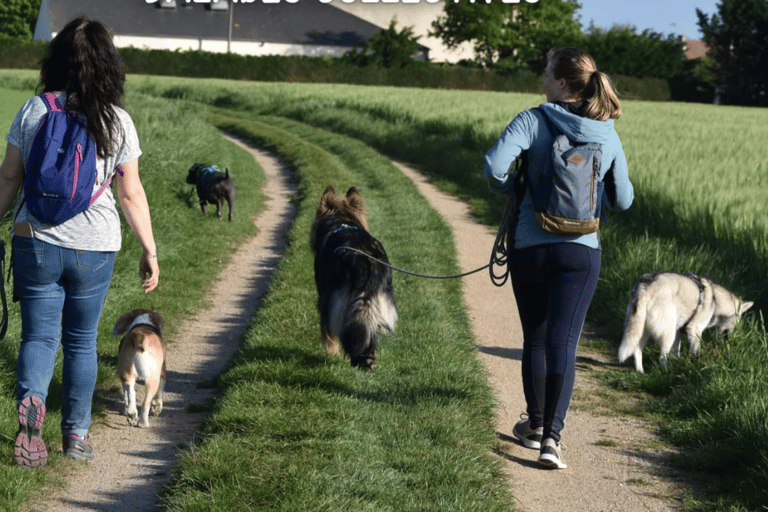 balade sociale avec chien seine maritime