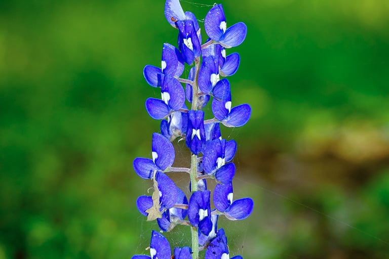 Close-up of a single Texas bluebonnet flower blooming in spring, symbol of Texas wildflowers