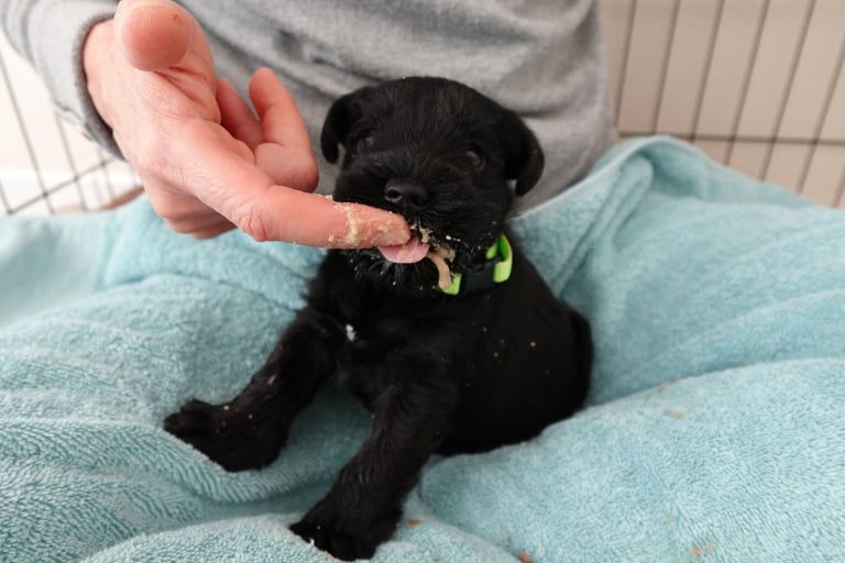 1 ère bouillie pour bébé Schnauzer
