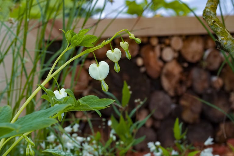 A beautiful Dicentra spectabilis ‘Alba’ in the foreground, whilst in the background a bench with logs stacked underneath