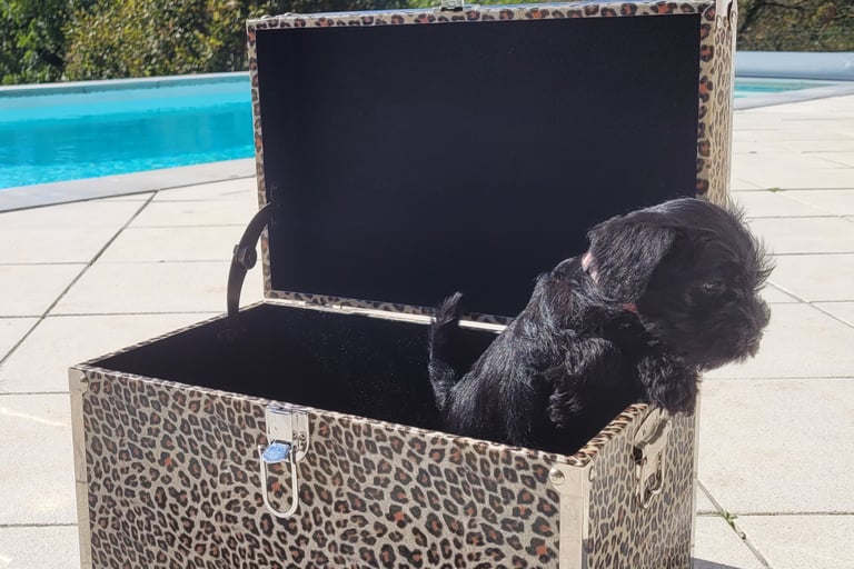 Chiot Schnauzer dans une malle