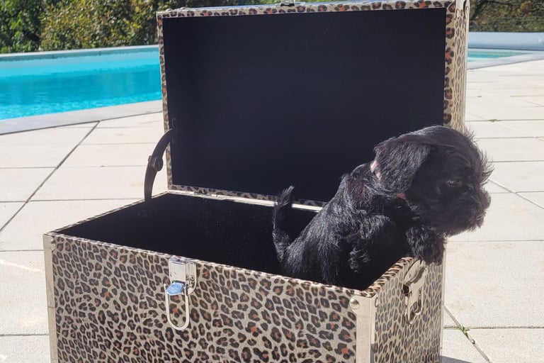 Chiot Schnauzer dans une malle