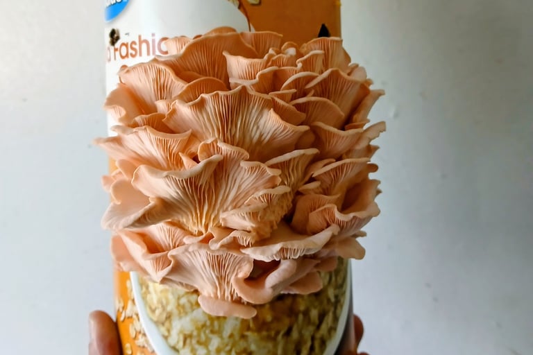 Pink oyster mushrooms growing from a cardboard oatmeal container