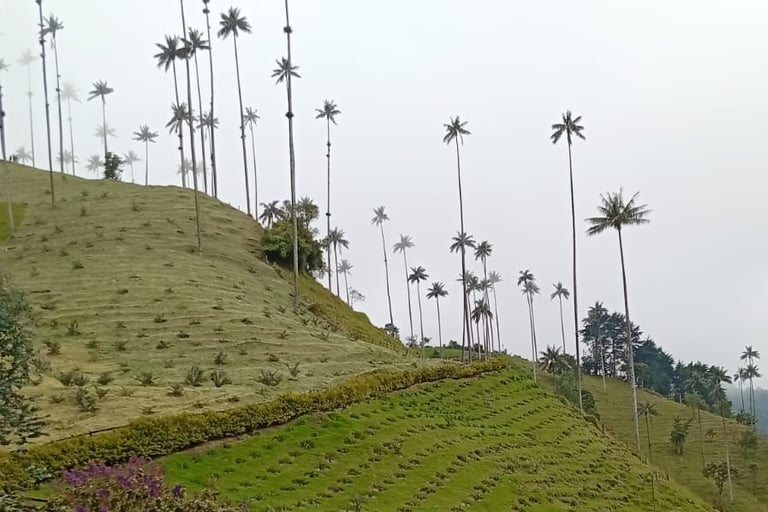 Cosa fare a Salento - Valle del Cocora