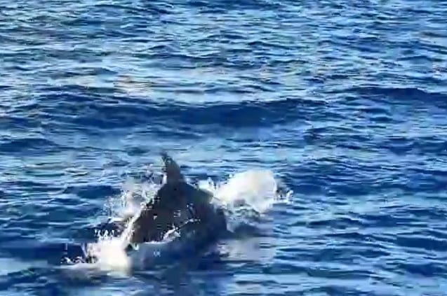 Dolphins Paxos Corfu Villa Olivia Pentati