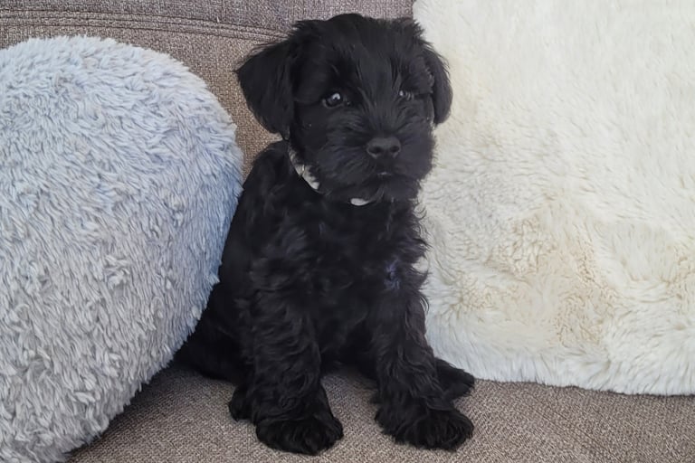 Chiot Schnauzer sur un canapé