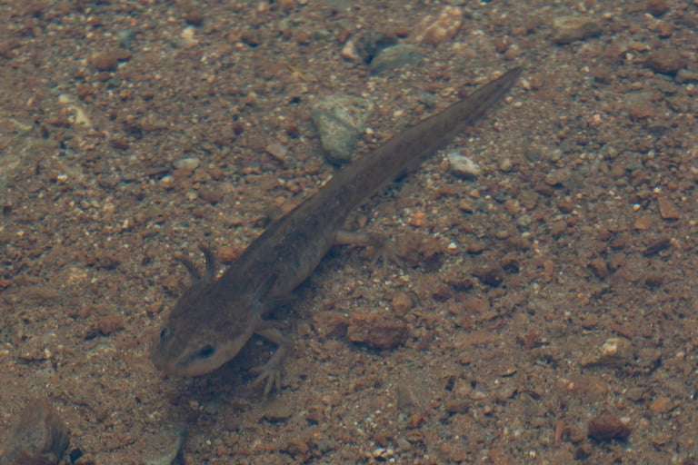 A newt in Petgill Lake