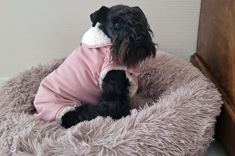 Femelle Schnauzer bien au chaud