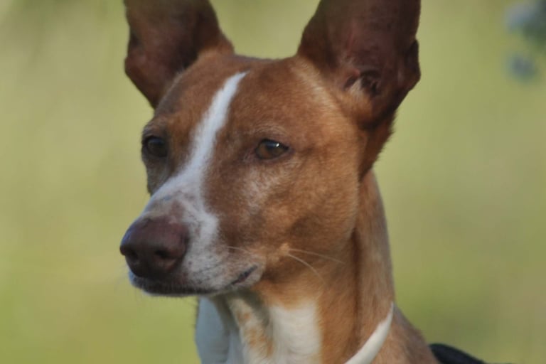 Draco - perro