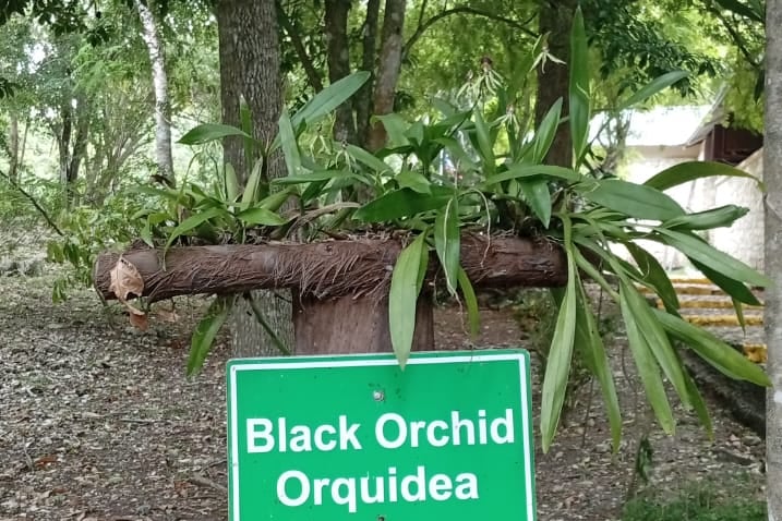 Orchidea nera, fiore nazionale del Belize